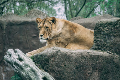 Cat relaxing on rock in zoo