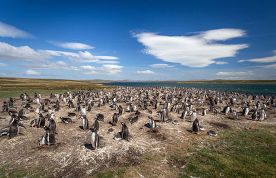 View of birds on field against sky