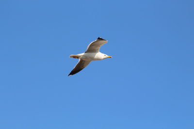 Low angle view of seagull flying in sky