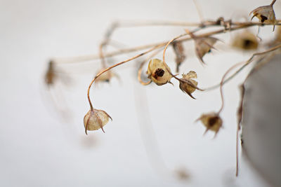 Close-up of dried plant