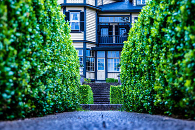 Ivy growing on building