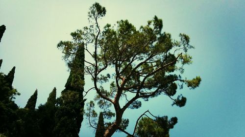 Low angle view of trees against clear sky