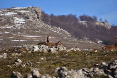 View of deer on land