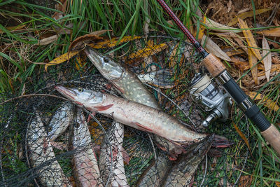 High angle view of fishes and fishing rod on tree stump