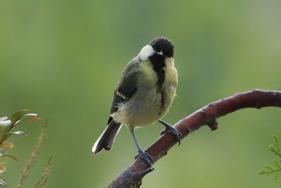 Close-up of bird perching on leaf