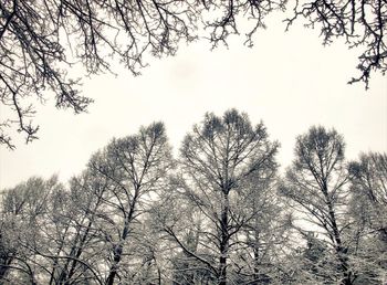 Low angle view of trees against sky