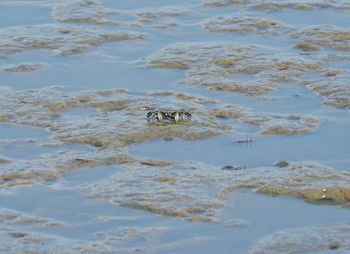 Crabs are searching for food on the coastal land in the gulf of thailand.