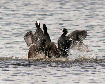 Flock of birds in sea