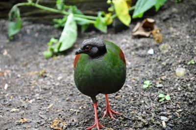 Close-up of bird perching on ground