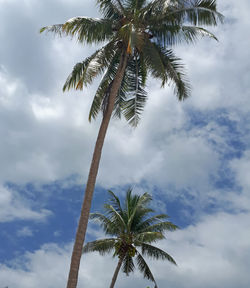 Low angle view of palm tree against sky