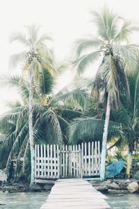 Palm trees at beach