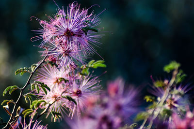 Close-up of thistle flowers