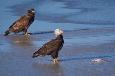 Bird perching on a sea