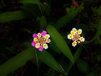 Close-up of pink flowers growing on plant