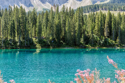 View of pine trees in lake