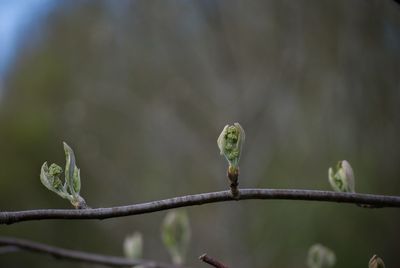 Close-up of bird perching on branch