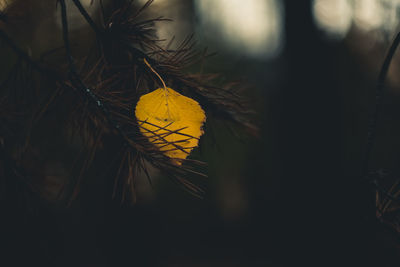 Close-up of yellow flowering plant during autumn