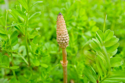 Close-up of mushroom growing in forest