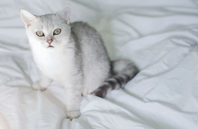 Small kitten scottish straight white with gray stripes is washed in a white bed