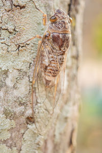 Close-up of butterfly on tree trunk
