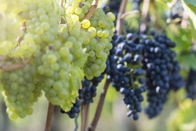 Close-up of grapes growing in vineyard