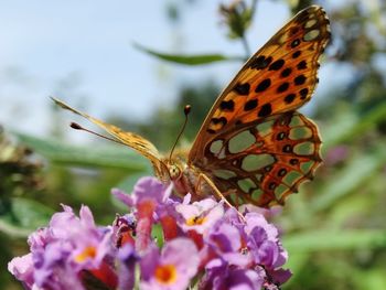 Close-up of butterfly pollinating on flower