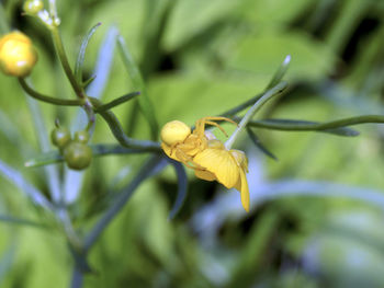 Close-up of insect on yellow flower