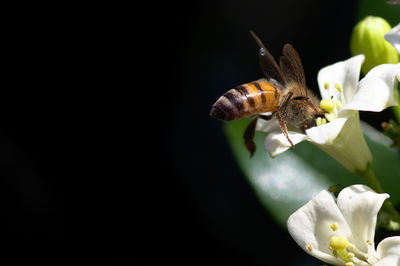 Close-up of butterfly pollinating on flower