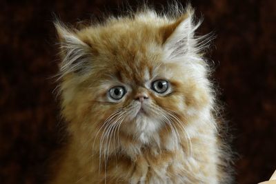 Close-up portrait of cat