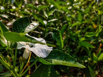 Close-up of butterfly pollinating on flower