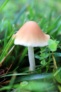 Close-up of mushroom growing on field