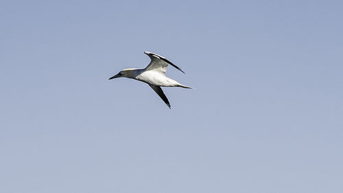 Low angle view of bird flying against clear sky