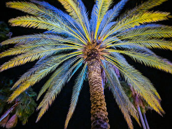 Low angle view of palm tree against sky