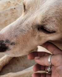 Close-up of hand with horse