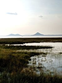 Scenic view of field against sky