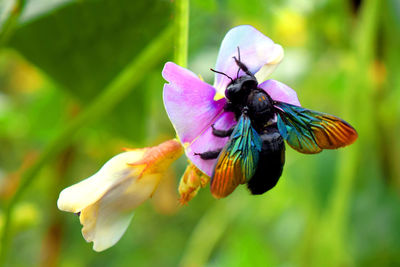 Fly bee insect on the vegetable flower with green background