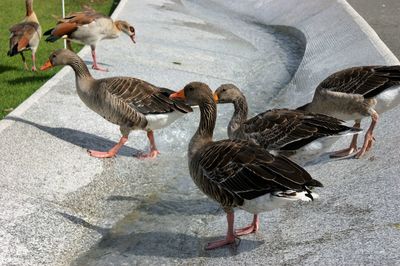 Close-up of birds in water