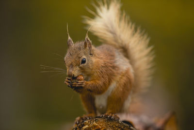 Close-up of squirrel on wood