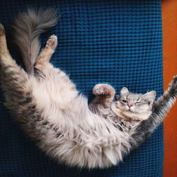 High angle view of cat sleeping