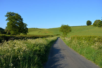 Country lane, early morning,  late spring, between oborne and poyntington, sherborne, dorset, uk