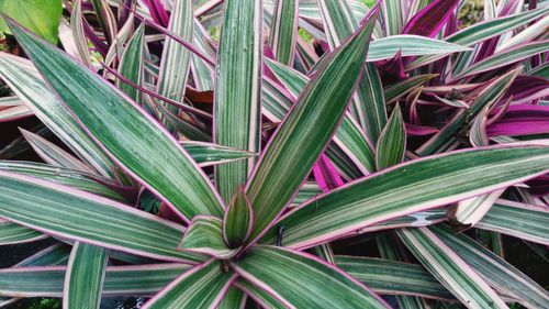 Full frame shot of plants