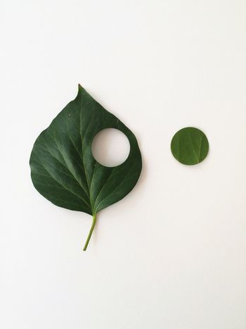 High angle view of leaf on white background