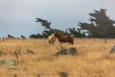 Two pregnant horses in a field