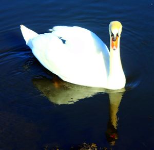 High angle view of swan swimming in lake
