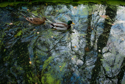 Reflection of trees in water