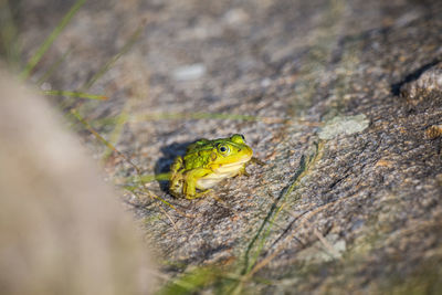 A beautiful common green water frog enjoying sunbathing in a natural habitat at the forest pond. 