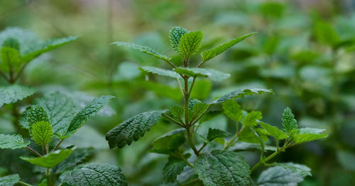 Mint bush with green leaves growing in the garden, spice