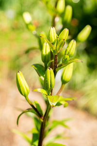 plant