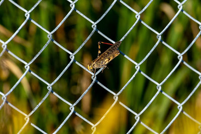 Close-up of insect on chainlink fence