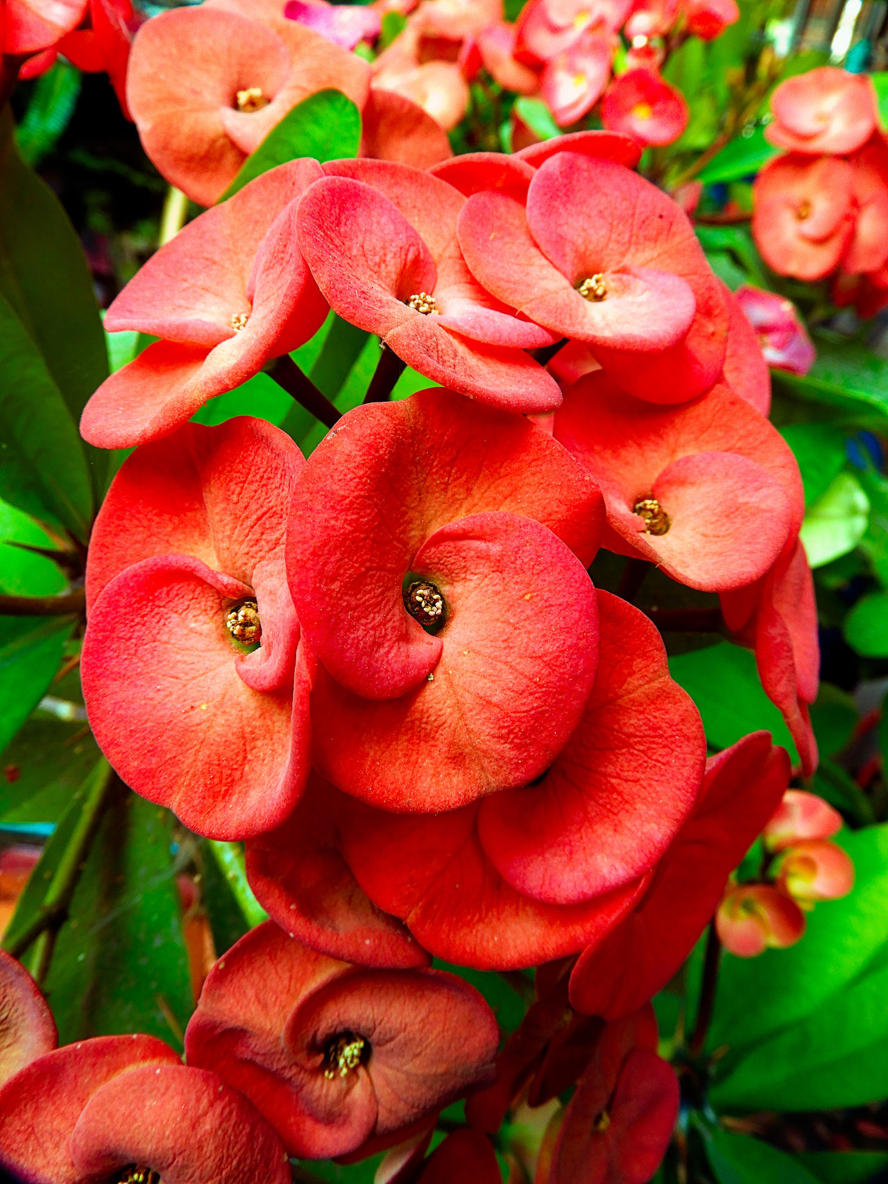 FLOR CORONA DE CRISTO